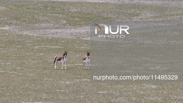 Tibetan wild donkeys are being seen on the Tibetan Plateau in Ngari, Tibet, China, on August 11, 2024. 