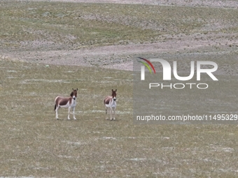 Tibetan wild donkeys are being seen on the Tibetan Plateau in Ngari, Tibet, China, on August 11, 2024. (