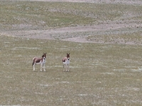 Tibetan wild donkeys are being seen on the Tibetan Plateau in Ngari, Tibet, China, on August 11, 2024. (