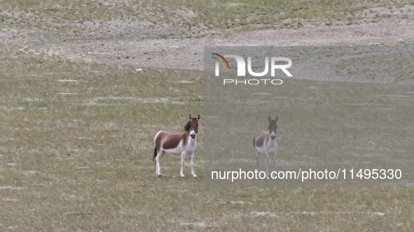 Tibetan wild donkeys are being seen on the Tibetan Plateau in Ngari, Tibet, China, on August 11, 2024. 