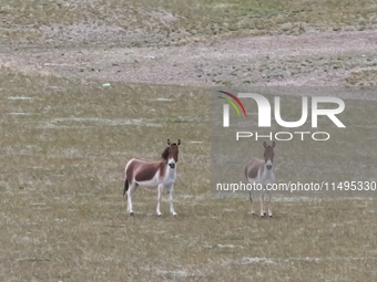 Tibetan wild donkeys are being seen on the Tibetan Plateau in Ngari, Tibet, China, on August 11, 2024. (