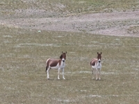 Tibetan wild donkeys are being seen on the Tibetan Plateau in Ngari, Tibet, China, on August 11, 2024. (