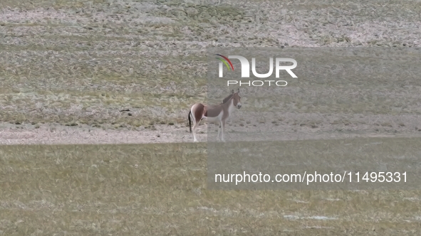 Tibetan wild donkeys are being seen on the Tibetan Plateau in Ngari, Tibet, China, on August 11, 2024. 