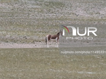 Tibetan wild donkeys are being seen on the Tibetan Plateau in Ngari, Tibet, China, on August 11, 2024. (