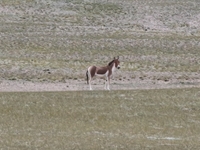 Tibetan wild donkeys are being seen on the Tibetan Plateau in Ngari, Tibet, China, on August 11, 2024. (