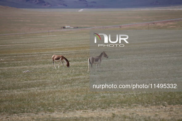 Tibetan wild donkeys are being seen on the Tibetan Plateau in Ngari, Tibet, China, on August 11, 2024. 