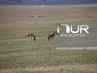 Tibetan wild donkeys are being seen on the Tibetan Plateau in Ngari, Tibet, China, on August 11, 2024. (