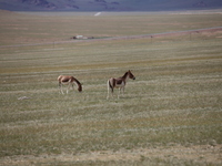 Tibetan wild donkeys are being seen on the Tibetan Plateau in Ngari, Tibet, China, on August 11, 2024. (