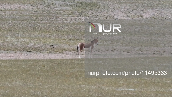 Tibetan wild donkeys are being seen on the Tibetan Plateau in Ngari, Tibet, China, on August 11, 2024. 