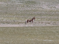 Tibetan wild donkeys are being seen on the Tibetan Plateau in Ngari, Tibet, China, on August 11, 2024. (