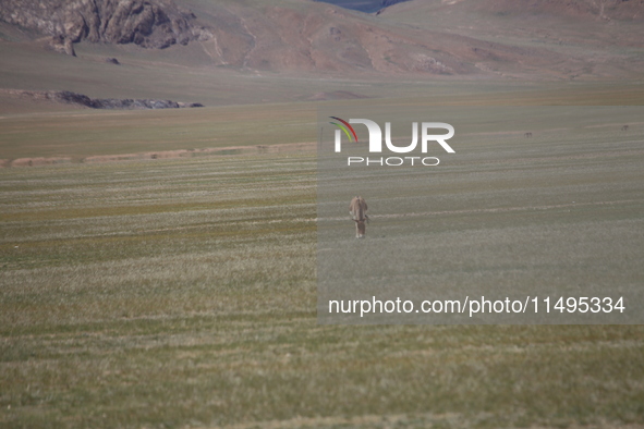 Tibetan wild donkeys are being seen on the Tibetan Plateau in Ngari, Tibet, China, on August 11, 2024. 