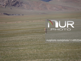 Tibetan wild donkeys are being seen on the Tibetan Plateau in Ngari, Tibet, China, on August 11, 2024. (