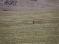 Tibetan wild donkeys are being seen on the Tibetan Plateau in Ngari, Tibet, China, on August 11, 2024. (