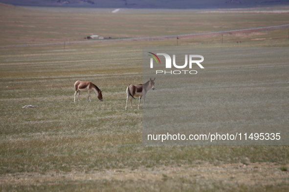 Tibetan wild donkeys are being seen on the Tibetan Plateau in Ngari, Tibet, China, on August 11, 2024. 