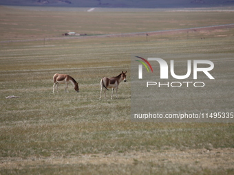 Tibetan wild donkeys are being seen on the Tibetan Plateau in Ngari, Tibet, China, on August 11, 2024. (