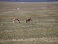 Tibetan wild donkeys are being seen on the Tibetan Plateau in Ngari, Tibet, China, on August 11, 2024. (