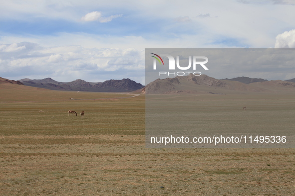 Tibetan wild donkeys are being seen on the Tibetan Plateau in Ngari, Tibet, China, on August 11, 2024. 