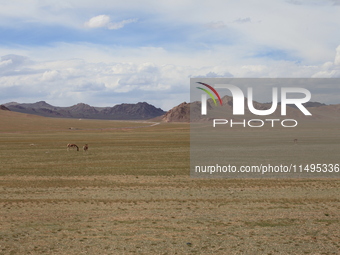 Tibetan wild donkeys are being seen on the Tibetan Plateau in Ngari, Tibet, China, on August 11, 2024. (