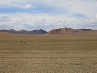 Tibetan wild donkeys are being seen on the Tibetan Plateau in Ngari, Tibet, China, on August 11, 2024. (