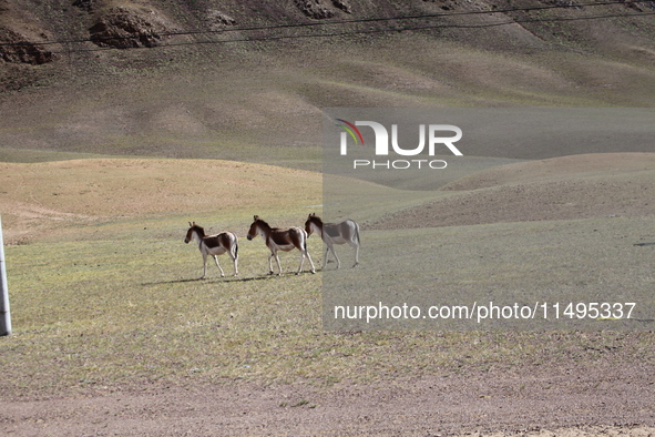 Tibetan wild donkeys are being seen on the Tibetan Plateau in Ngari, Tibet, China, on August 11, 2024. 