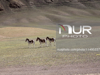 Tibetan wild donkeys are being seen on the Tibetan Plateau in Ngari, Tibet, China, on August 11, 2024. (