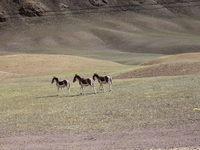 Tibetan wild donkeys are being seen on the Tibetan Plateau in Ngari, Tibet, China, on August 11, 2024. (