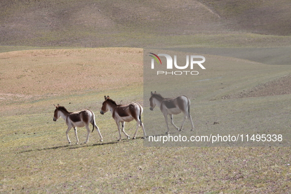 Tibetan wild donkeys are being seen on the Tibetan Plateau in Ngari, Tibet, China, on August 11, 2024. 