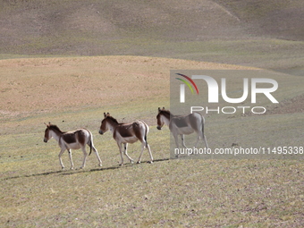 Tibetan wild donkeys are being seen on the Tibetan Plateau in Ngari, Tibet, China, on August 11, 2024. (