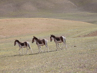 Tibetan wild donkeys are being seen on the Tibetan Plateau in Ngari, Tibet, China, on August 11, 2024. (