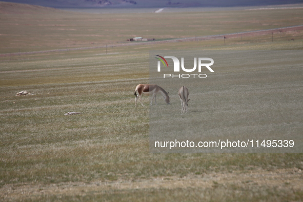 Tibetan wild donkeys are being seen on the Tibetan Plateau in Ngari, Tibet, China, on August 11, 2024. 