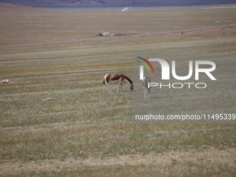 Tibetan wild donkeys are being seen on the Tibetan Plateau in Ngari, Tibet, China, on August 11, 2024. (