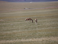 Tibetan wild donkeys are being seen on the Tibetan Plateau in Ngari, Tibet, China, on August 11, 2024. (