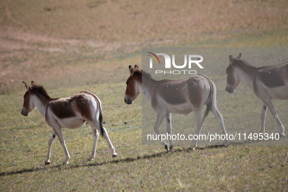 Tibetan wild donkeys are being seen on the Tibetan Plateau in Ngari, Tibet, China, on August 11, 2024. 