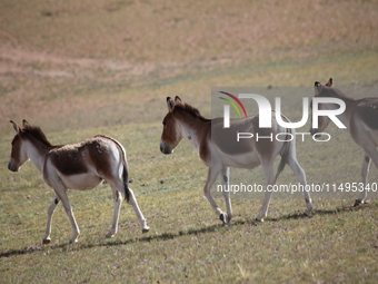 Tibetan wild donkeys are being seen on the Tibetan Plateau in Ngari, Tibet, China, on August 11, 2024. (