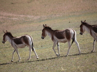 Tibetan wild donkeys are being seen on the Tibetan Plateau in Ngari, Tibet, China, on August 11, 2024. (