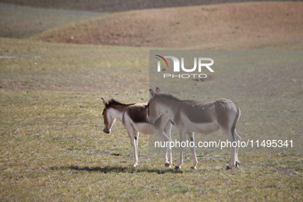 Tibetan wild donkeys are being seen on the Tibetan Plateau in Ngari, Tibet, China, on August 11, 2024. 