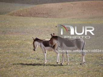 Tibetan wild donkeys are being seen on the Tibetan Plateau in Ngari, Tibet, China, on August 11, 2024. (