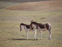 Tibetan wild donkeys are being seen on the Tibetan Plateau in Ngari, Tibet, China, on August 11, 2024. (