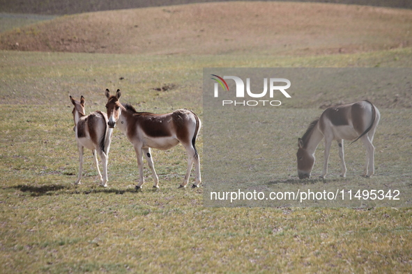 Tibetan wild donkeys are being seen on the Tibetan Plateau in Ngari, Tibet, China, on August 11, 2024. 