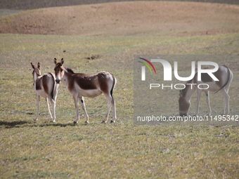 Tibetan wild donkeys are being seen on the Tibetan Plateau in Ngari, Tibet, China, on August 11, 2024. (