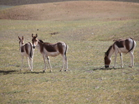 Tibetan wild donkeys are being seen on the Tibetan Plateau in Ngari, Tibet, China, on August 11, 2024. (