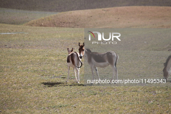 Tibetan wild donkeys are being seen on the Tibetan Plateau in Ngari, Tibet, China, on August 11, 2024. 