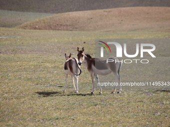 Tibetan wild donkeys are being seen on the Tibetan Plateau in Ngari, Tibet, China, on August 11, 2024. (