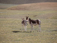 Tibetan wild donkeys are being seen on the Tibetan Plateau in Ngari, Tibet, China, on August 11, 2024. (