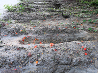 A view is showing a grave line for unidentified bodies, those who are being killed during the violence of the student movement at Rayer Baza...