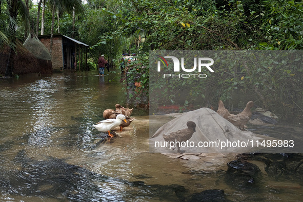 Bangladeshi people suffer from floods during heavy monsoon rains in rural Bangladesh on August 20, 2024. 