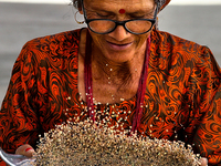 A woman is winnowing grain in the Sainji Village (Corn Village) in Mussoorie, Uttarakhand, India, on April 18, 2024. This village is famous...