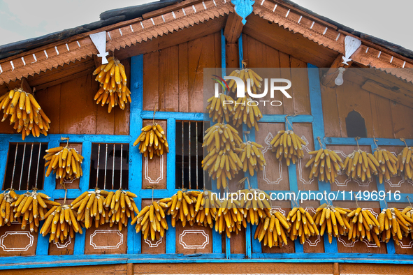 Corn is hanging outside a home in the Sainji Village (Corn Village) in Mussoorie, Uttarakhand, India, on April 18, 2024. This village is fam...