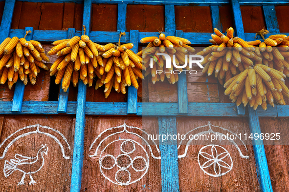 Corn is hanging outside a home in the Sainji Village (Corn Village) in Mussoorie, Uttarakhand, India, on April 18, 2024. This village is fam...