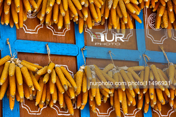 Corn is hanging outside a home in the Sainji Village (Corn Village) in Mussoorie, Uttarakhand, India, on April 18, 2024. This village is fam...